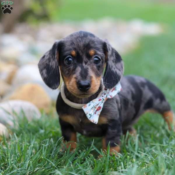 Lila, Dachshund Puppy